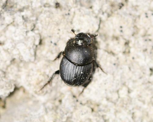 Onthophagus sp.